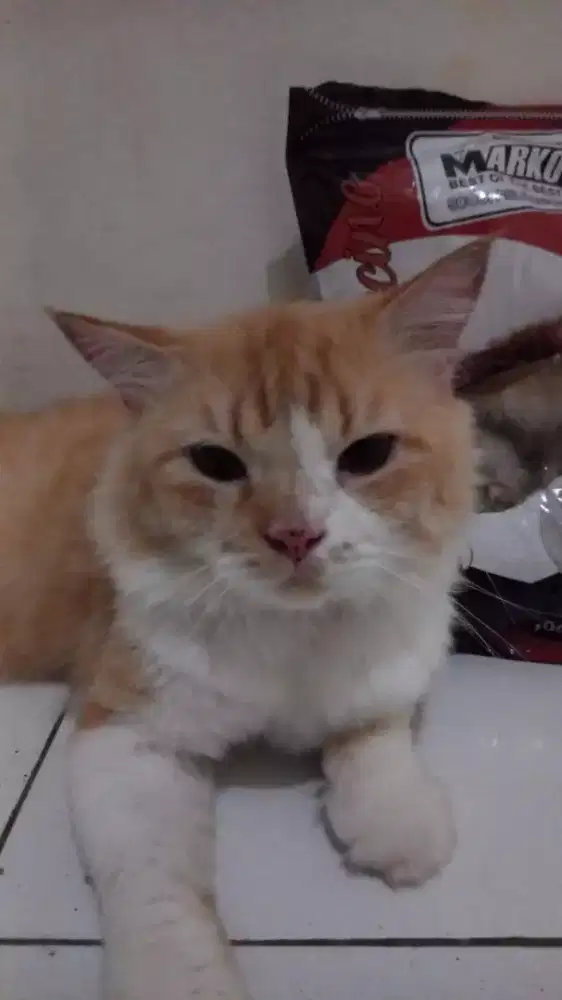 Oper adopt bagi pecinta kucing saja