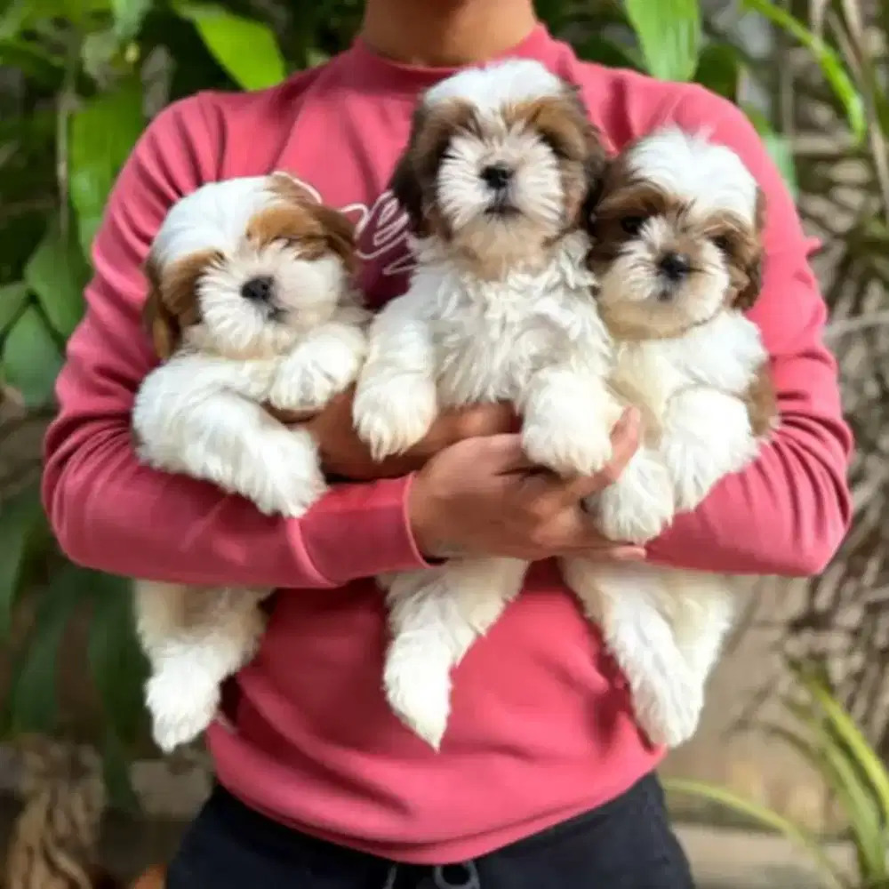 DIJUAL ANJING SHIHTZHU