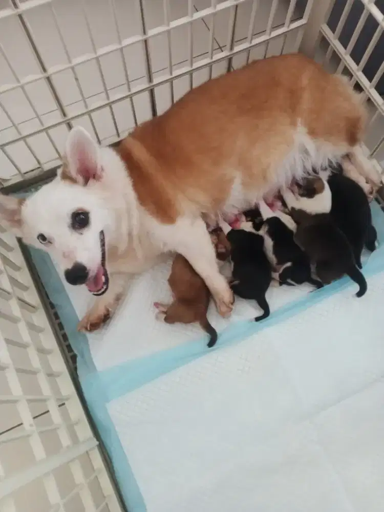 Corgi pre order