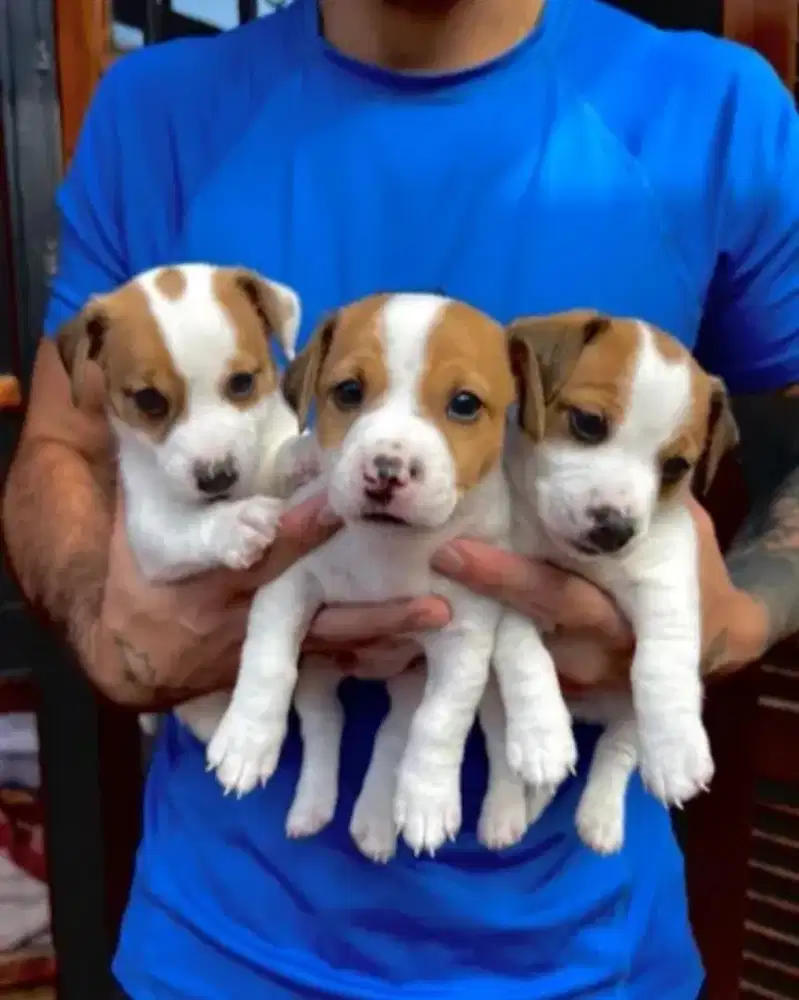 DIJUAL ANJING JACK RUSSEL