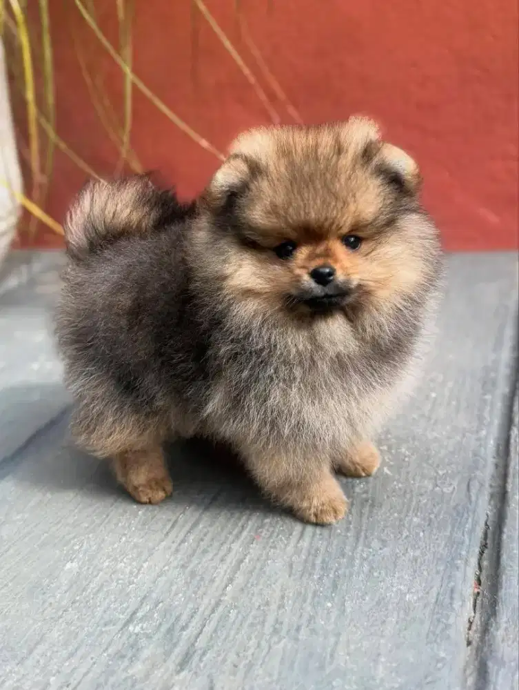 DIJUAL ANJING MINI POMERANIAN