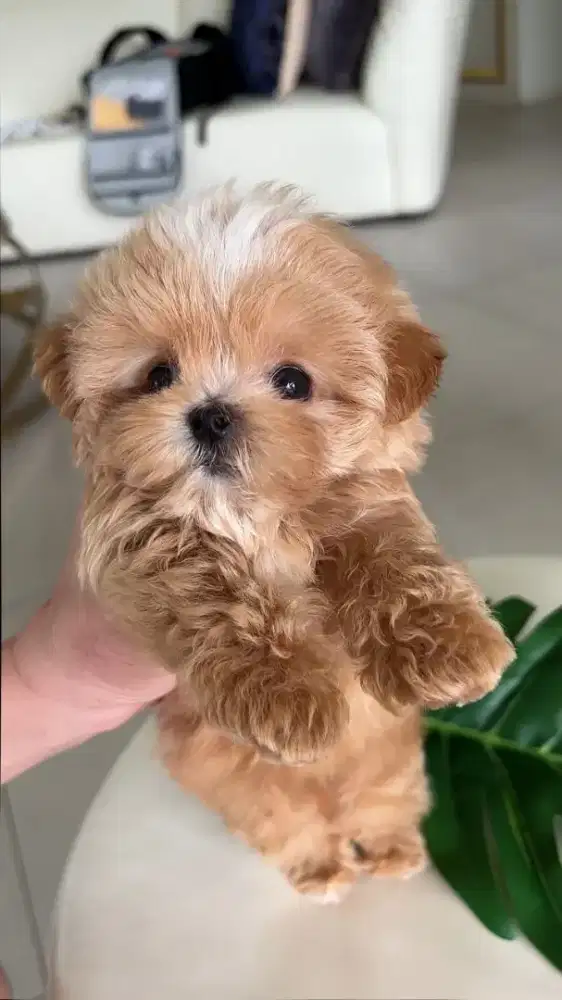 DIJUAL ANJING MALTESE MIX POODLE