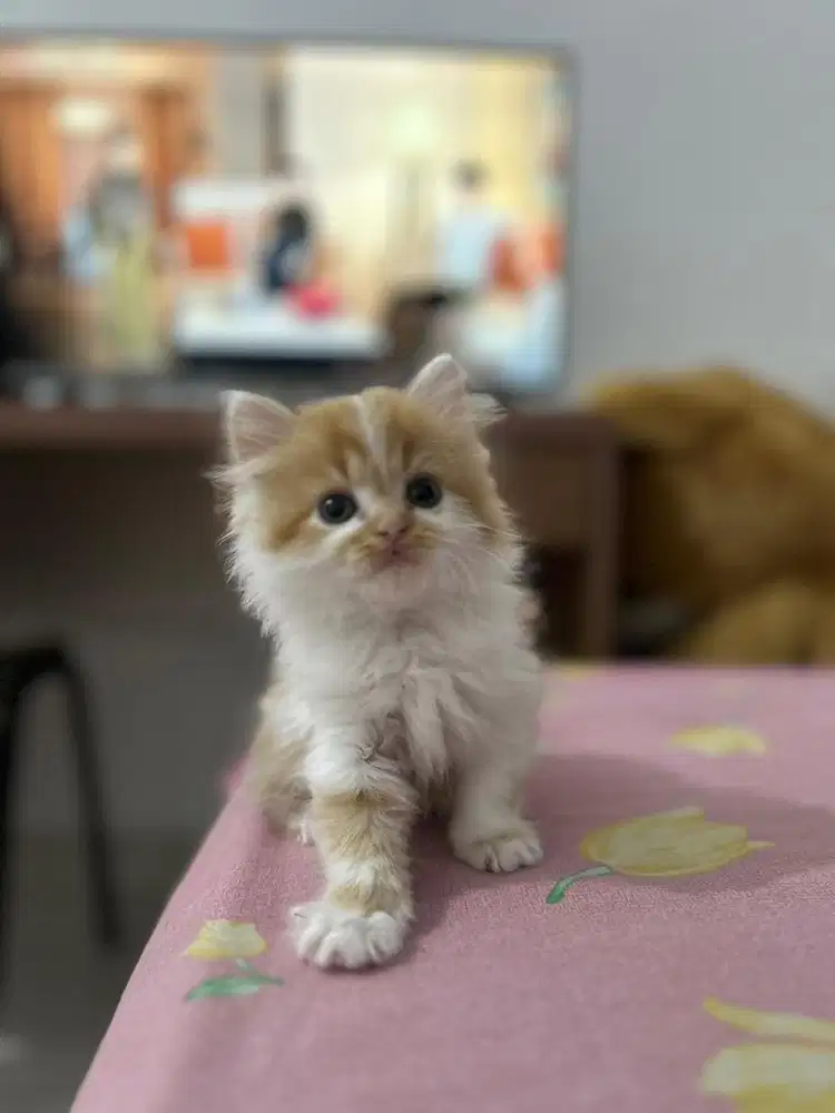 Open Adopt Kitten Lucu