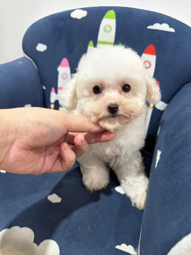 POOCHON Poodle x Bichon Jantan
