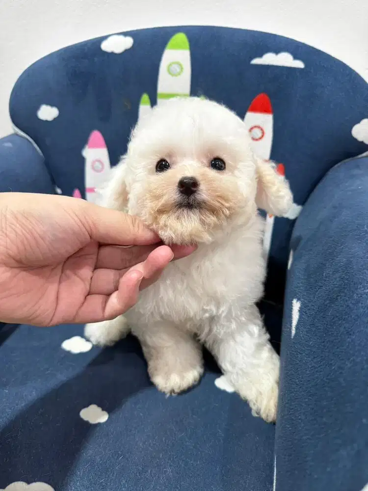 POOCHON Poodle x Bichon Jantan