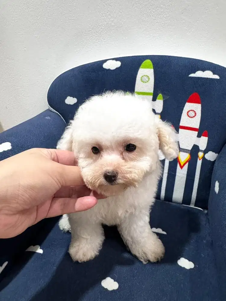POOCHON Poodle x Bichon Jantan