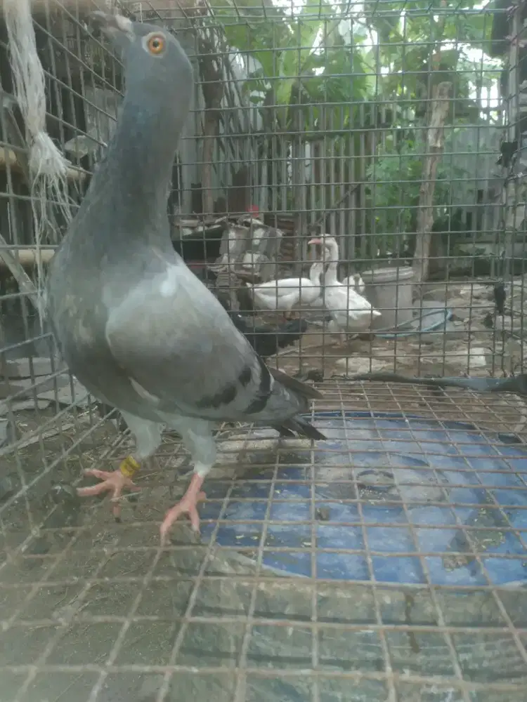 Merpati pos ,racing pigeon