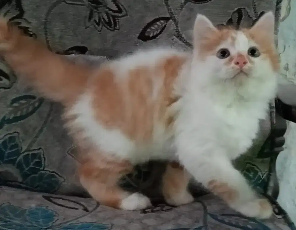 Persia kitten oyen white