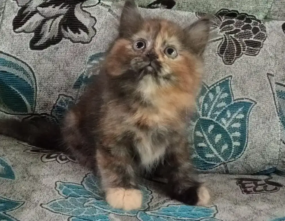 Persia kitten tortie