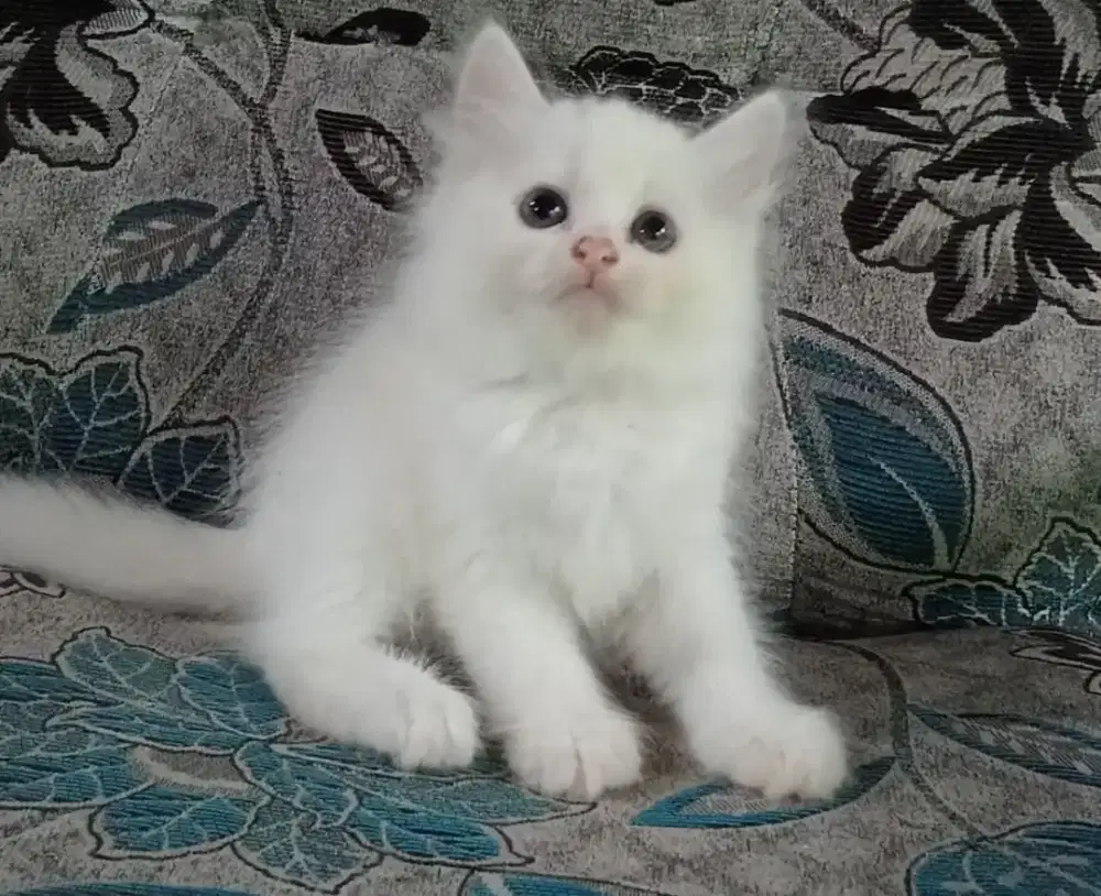 Persia kitten white solid