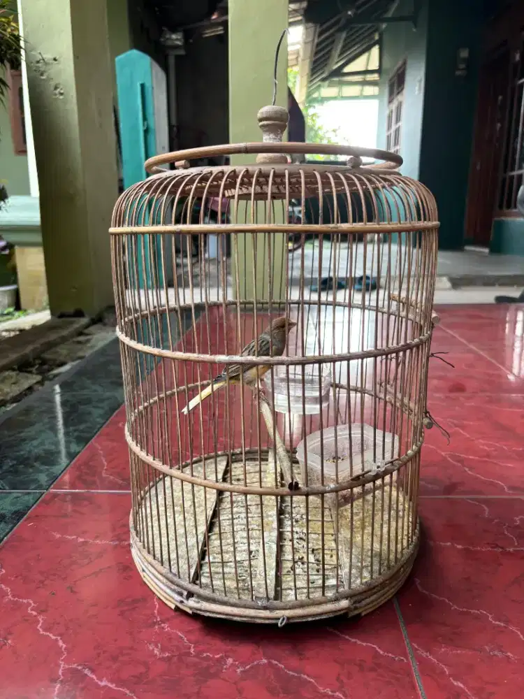 Kenari Loper Rajin Bunyi bonus Kandang
