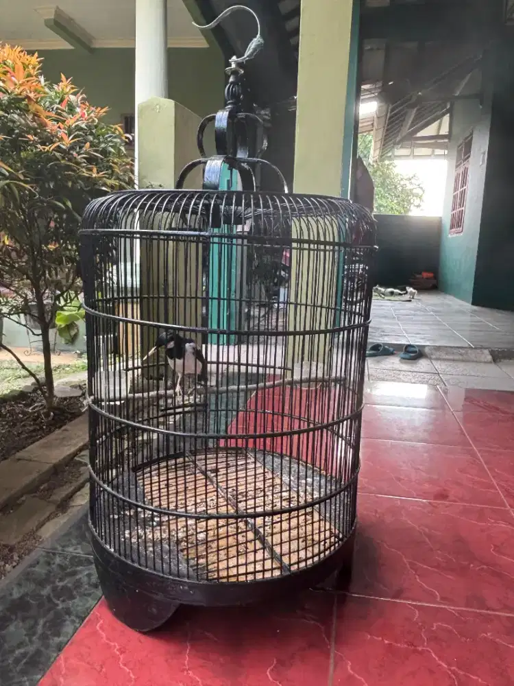 JSJ Gacor plus Kandang
