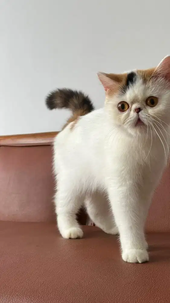 Peaknose excotic