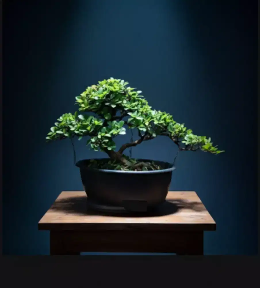 Bonsai Sianci rajin berbuah