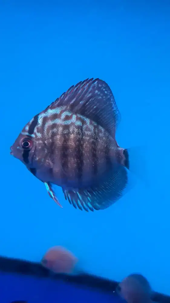 Ikan Discus Ikan Hias Ikan Aqua scape Ikan Tankmate