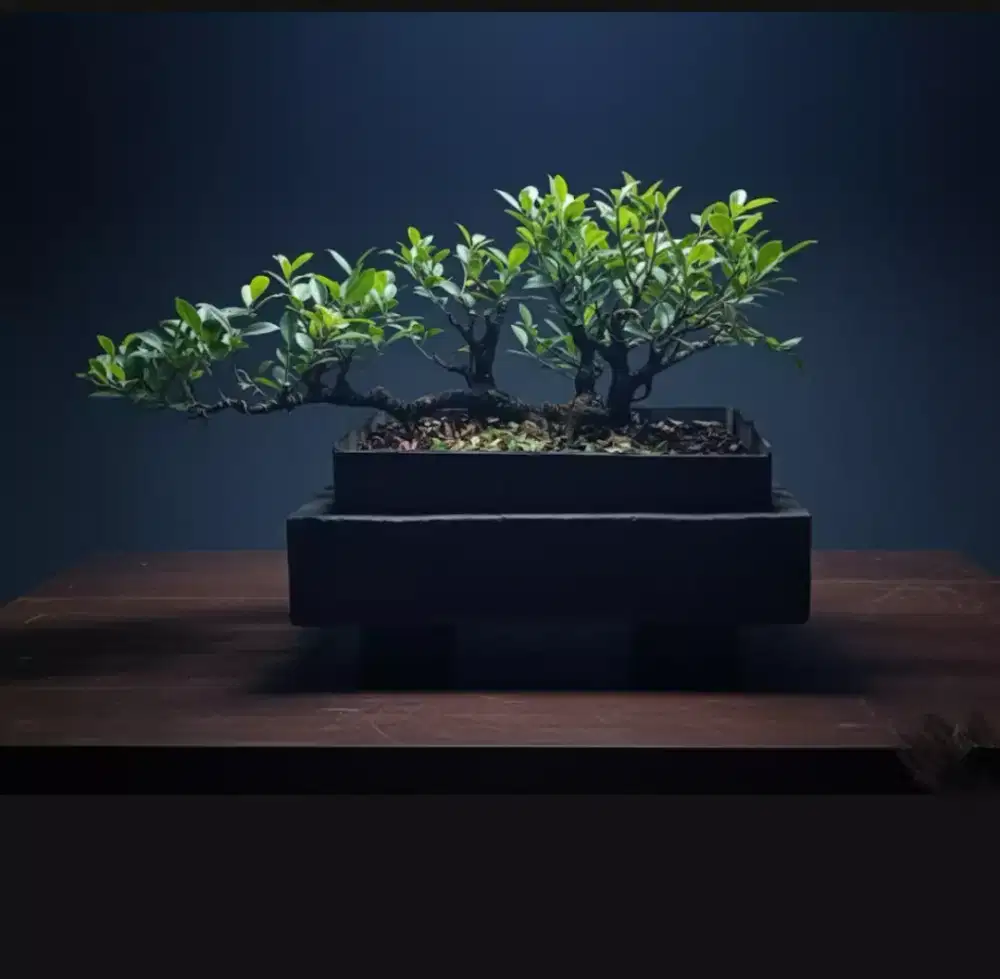 Bonsai kimeng raft style