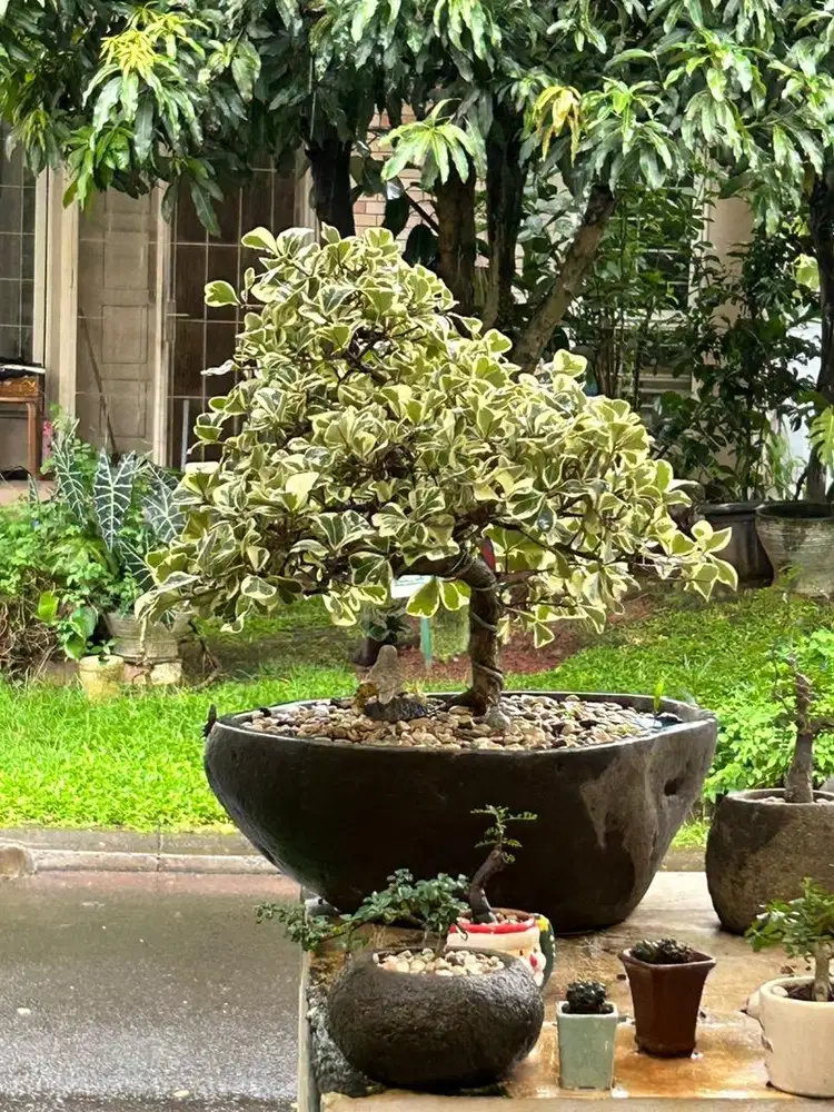 Bonsai daun kupu kupu