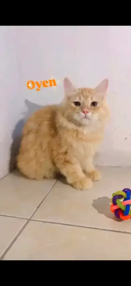 Persia mix Mainecoon