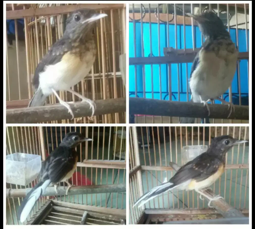 Murai batu panda trotol jantan