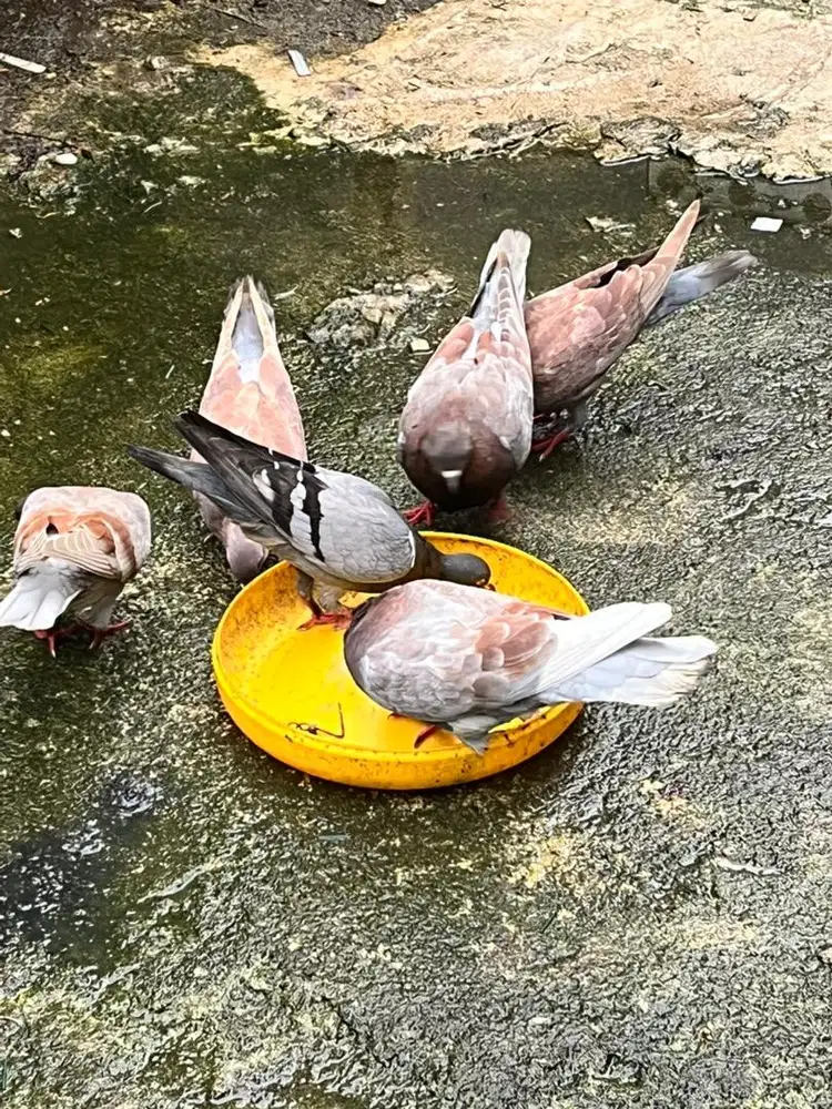 Jual burung dara merpati30003