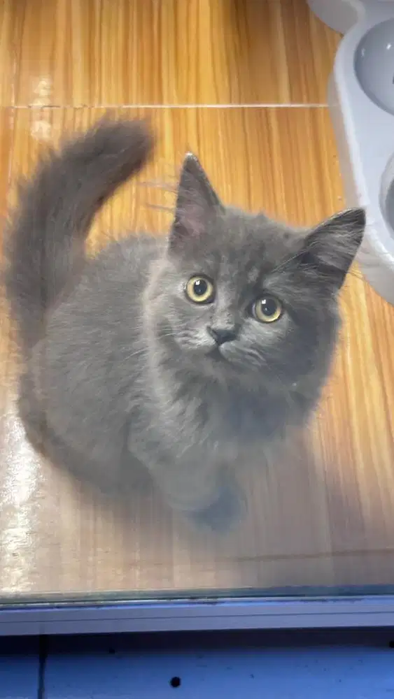 Kucing Kitten Jantan