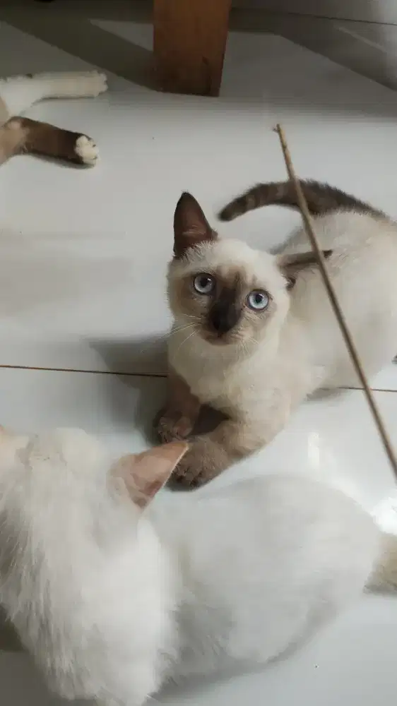 Kucing munchkin cebol Himalaya sealpoint