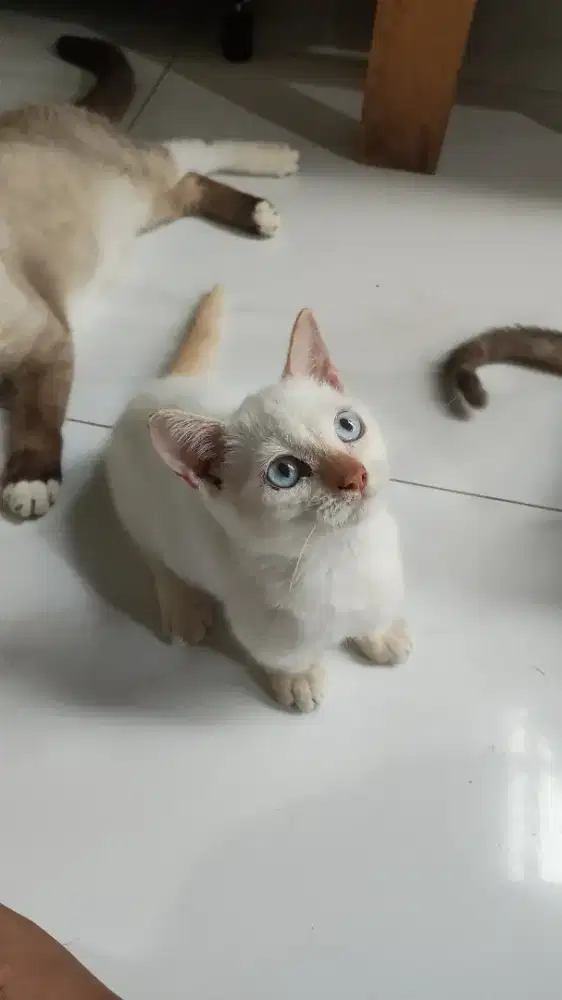 Kucing cebol munchkin putih redpoint