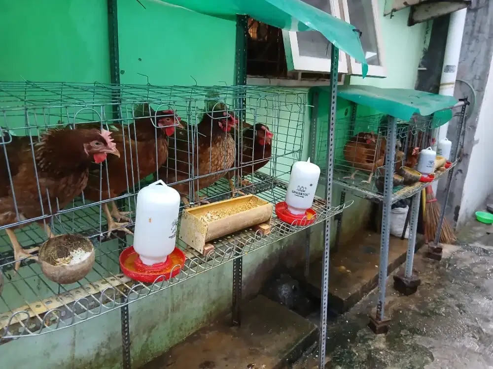 Dijual ayam petelur jlm 8 ekor + kandang, sehat,sdh produksi 3bln