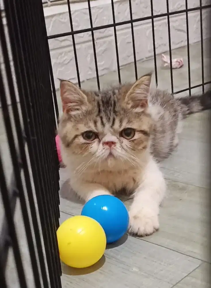 Exotic Jantan 6 bulan, Tabby, corak Mujaer