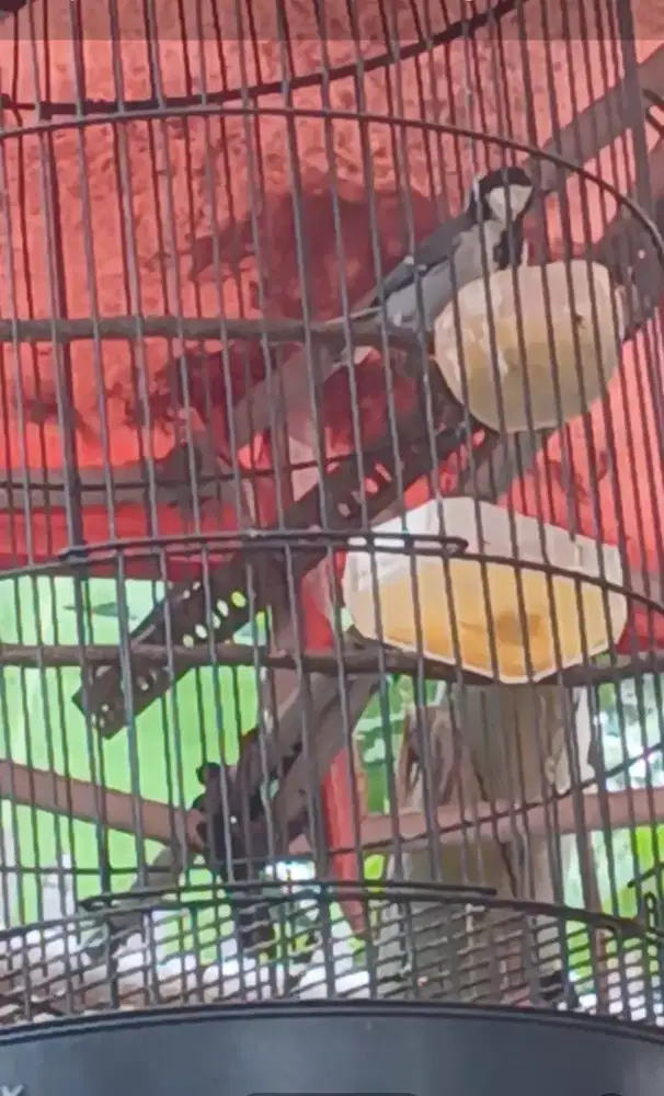 Gelatik batu sangkar bwsi