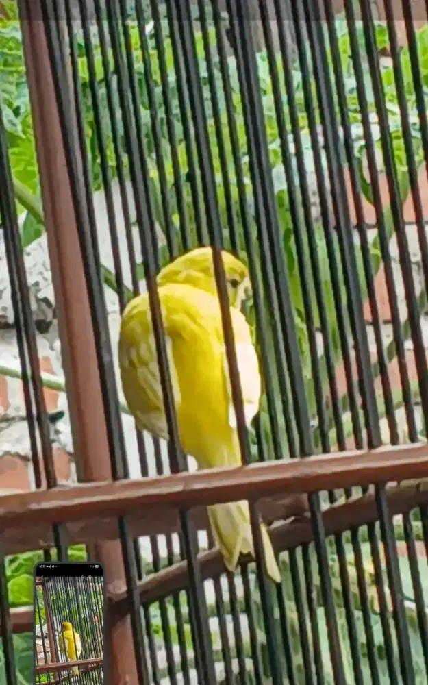 Kenari setabilo