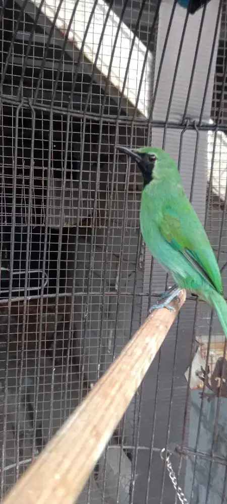 Jual burung warna cantik