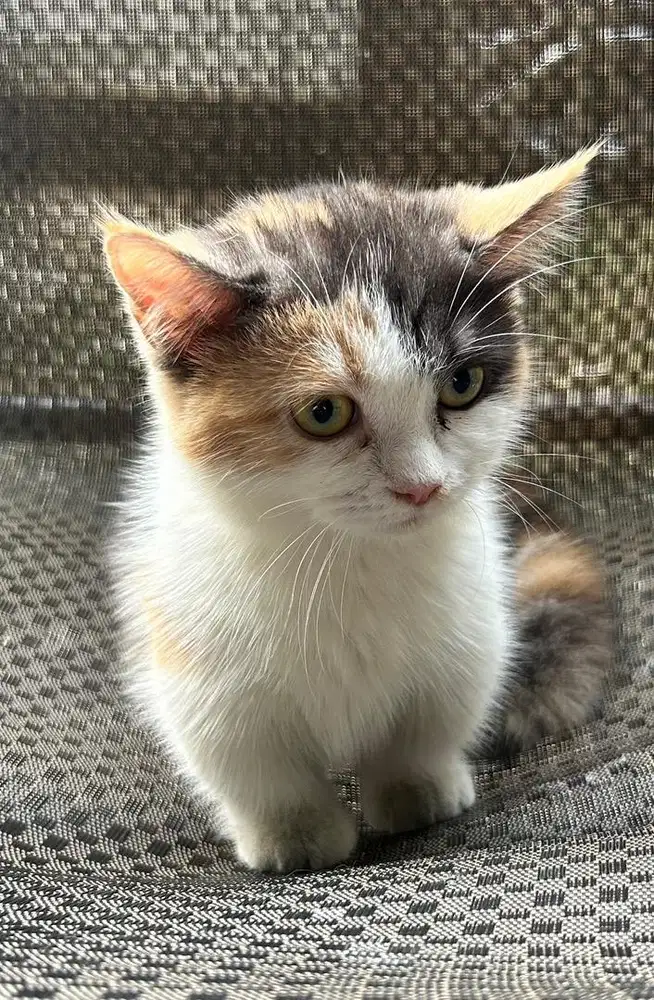 Kucing munchkin munkin bsh british shorthair british short hair