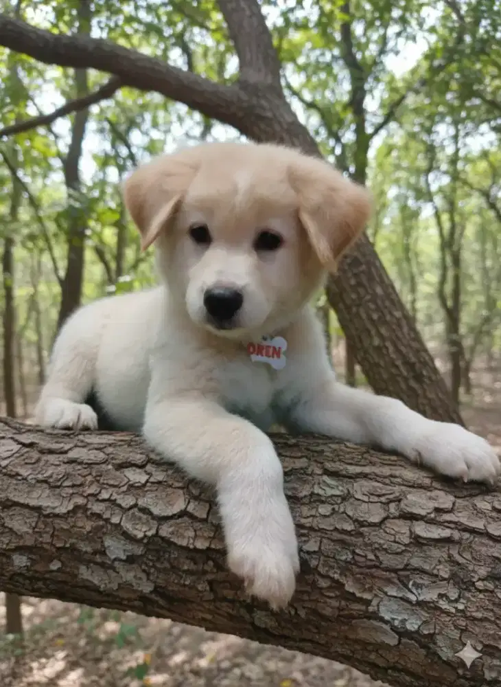 Anjing golden mix