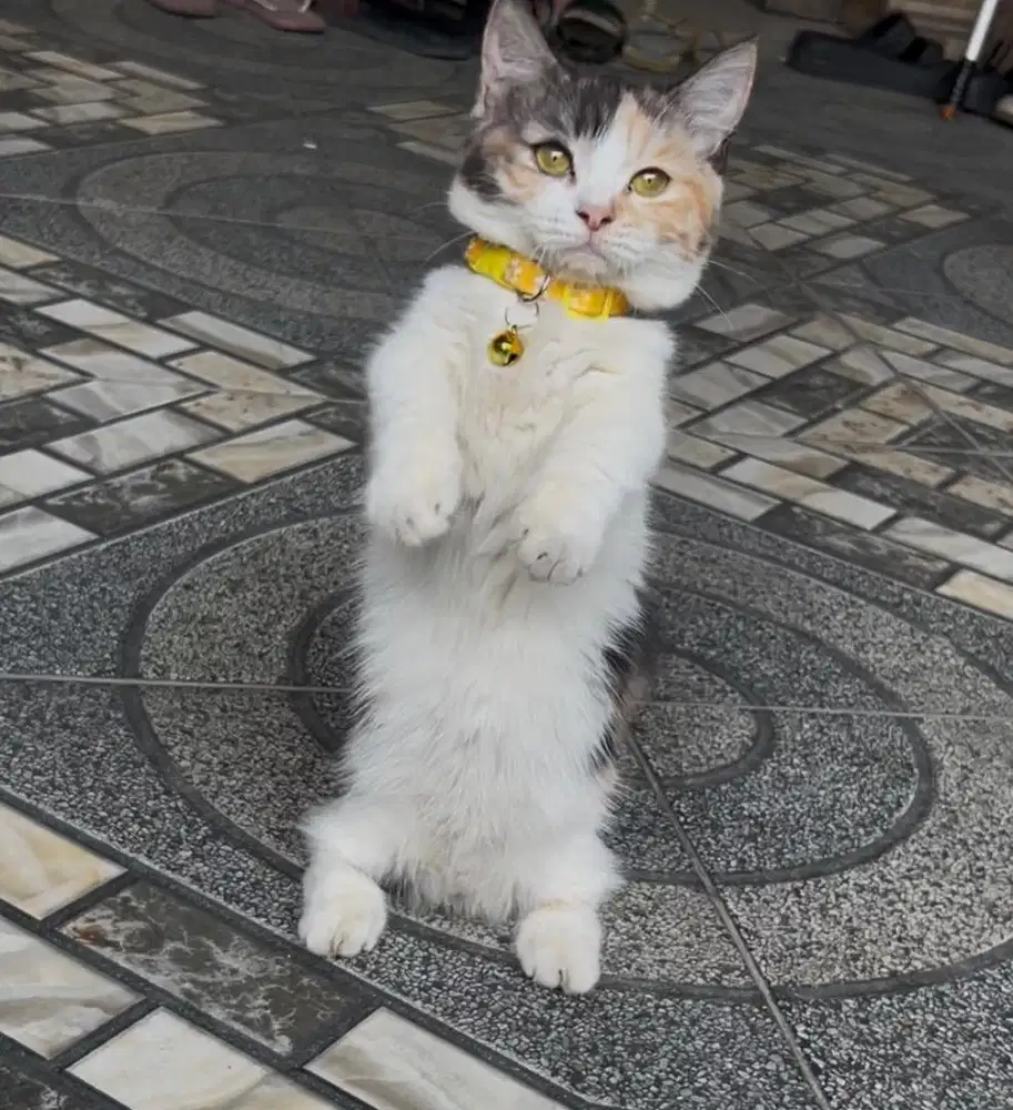 Kucing munchkin bsh british shorthair bsh british short hair