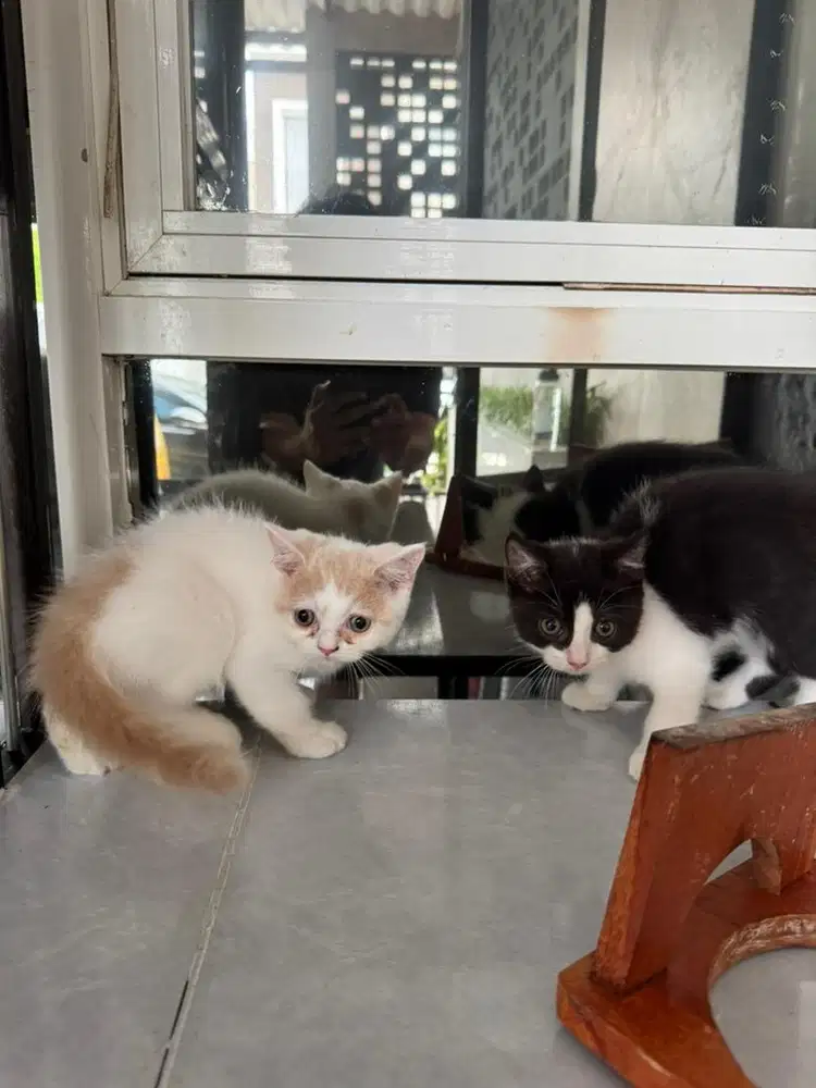 Kucing bsh munchkin