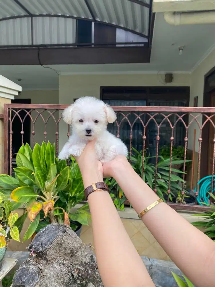 Teacup jantan Maltipoo