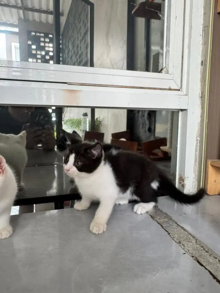 Kucing Bsh murah