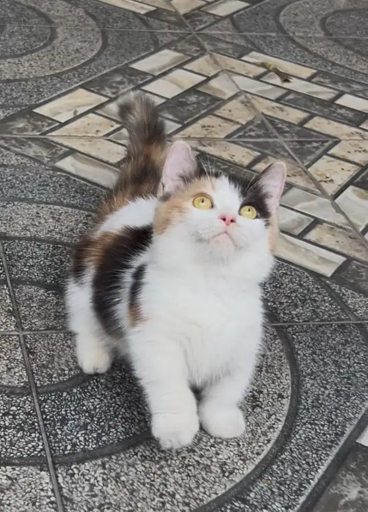 Kucing british shorthair bsh british short hair