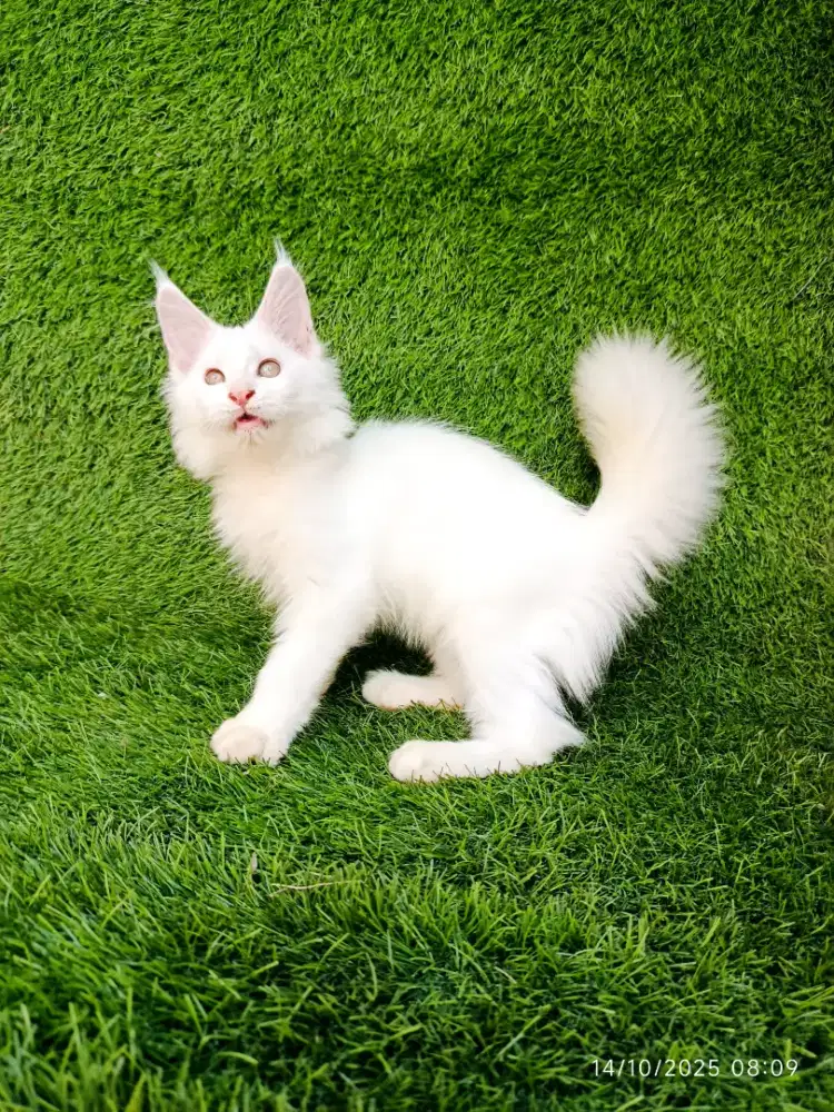 Mainecoon kitten
