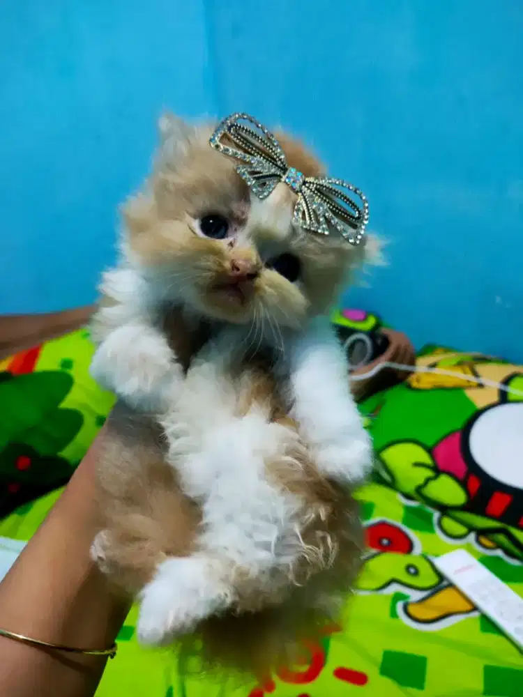 Kitten Persia flat extreem LH