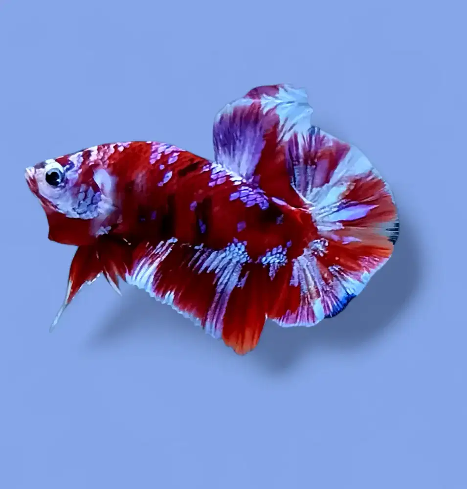 ikan cupang barongsai