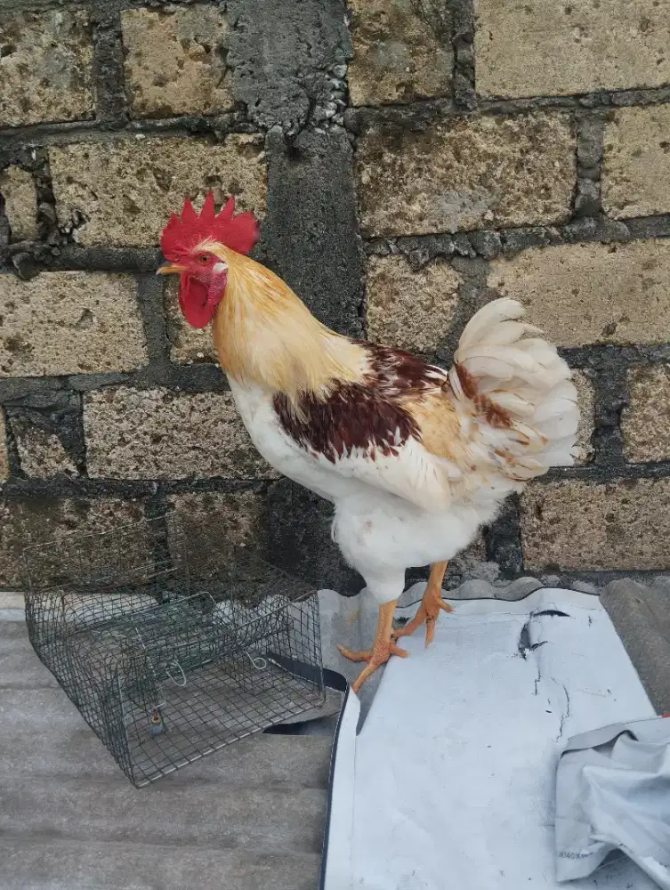 Ayam petelur jantan  remaja