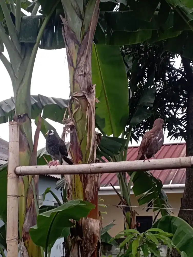 Burung dara merpati Belantong x coklat
