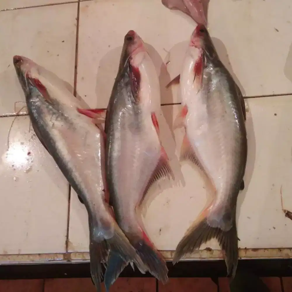 Harga partai ikan patin 1kg 25rb minimal 2kg bos lha. Pembelian