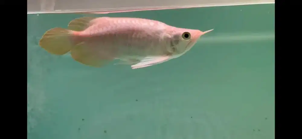 Super red short body semi king