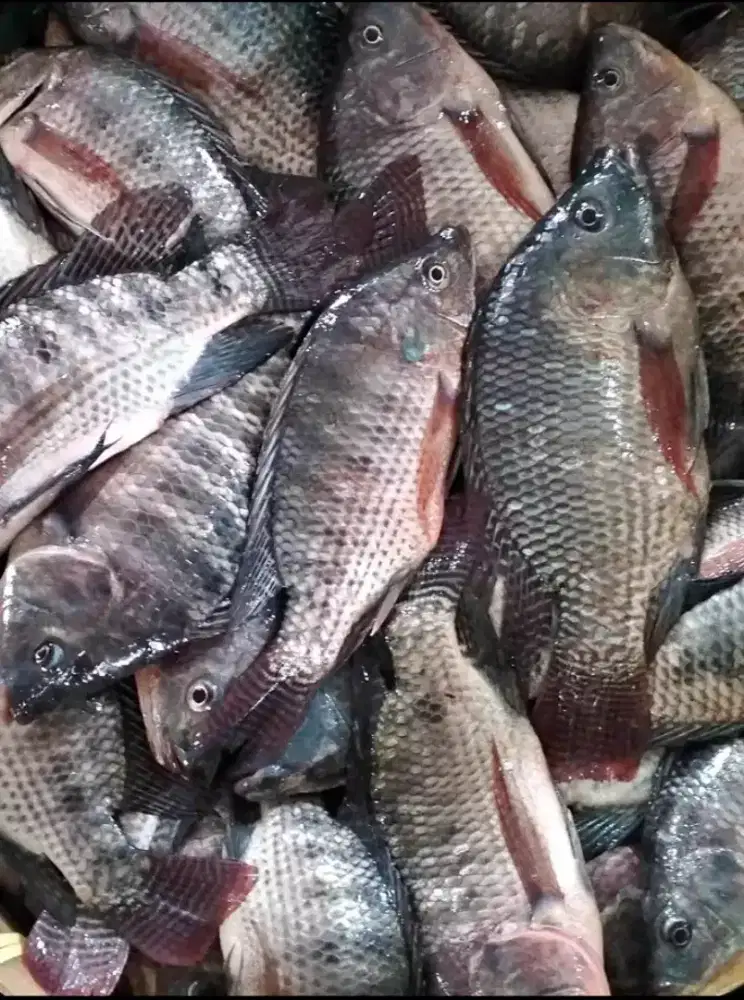 Harga partai ikan nila siap Antar kewarung buhan Pian