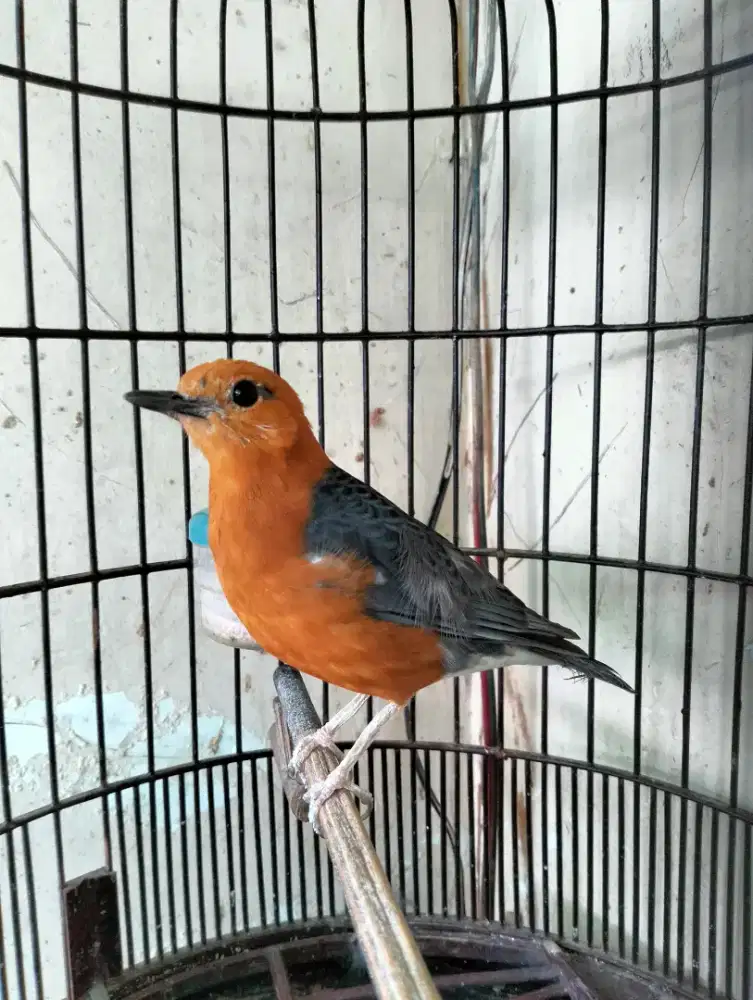 Burung Anis Merah Jinak