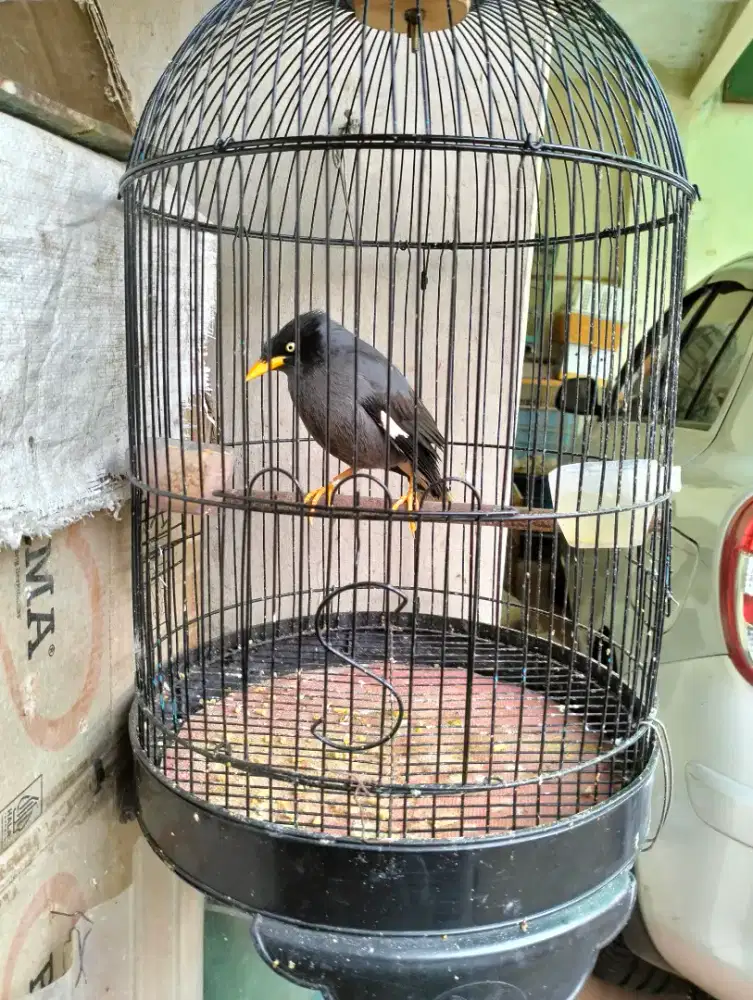 Jalak Kebo Body Besar Semi Jinak - Jantan