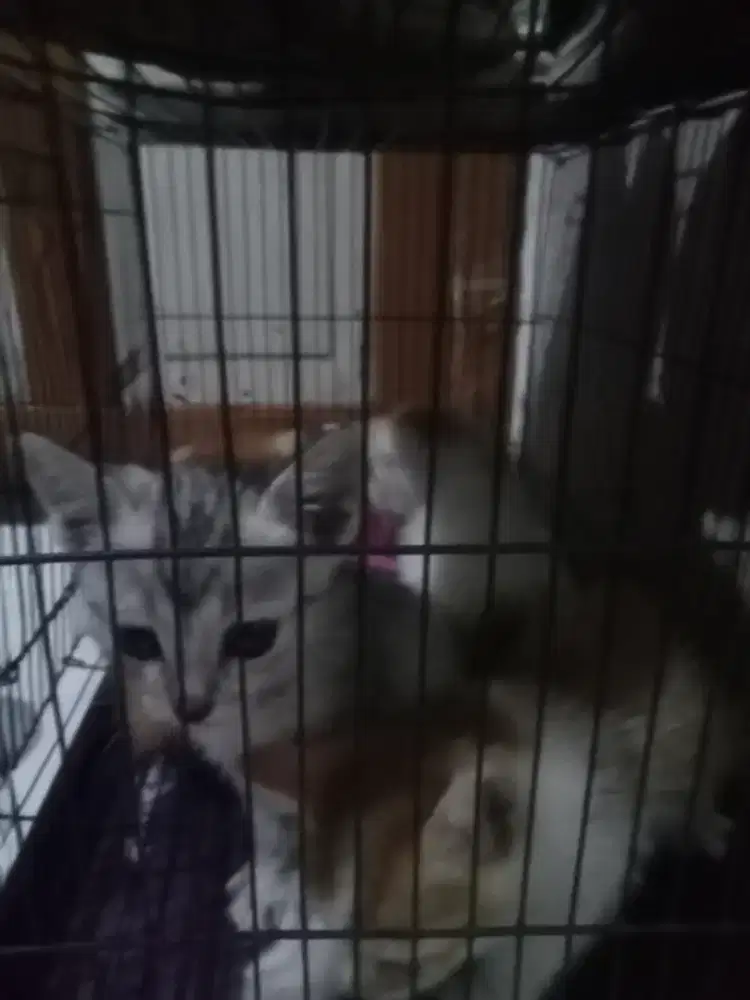 Open adopt kucing 4 ekor 4 bulan